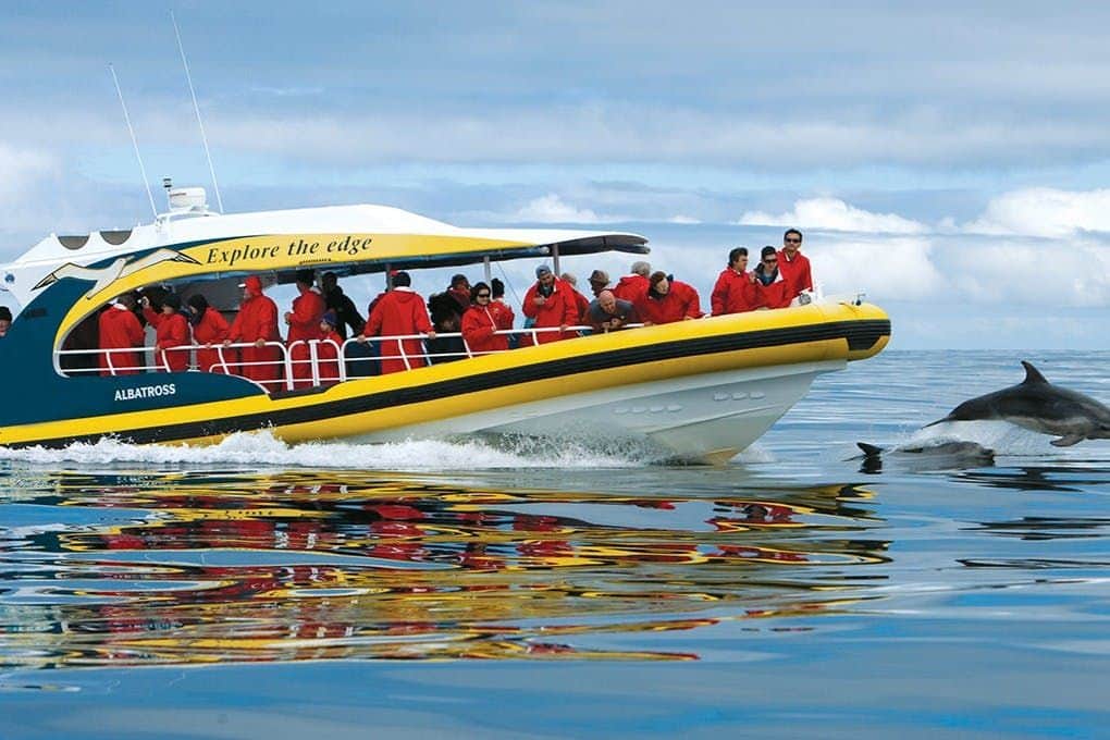 Personas con chaquetas rojas en un barco amarillo observando a los delfines que nadan a su lado en las tranquilas aguas del océano bajo un cielo nublado.