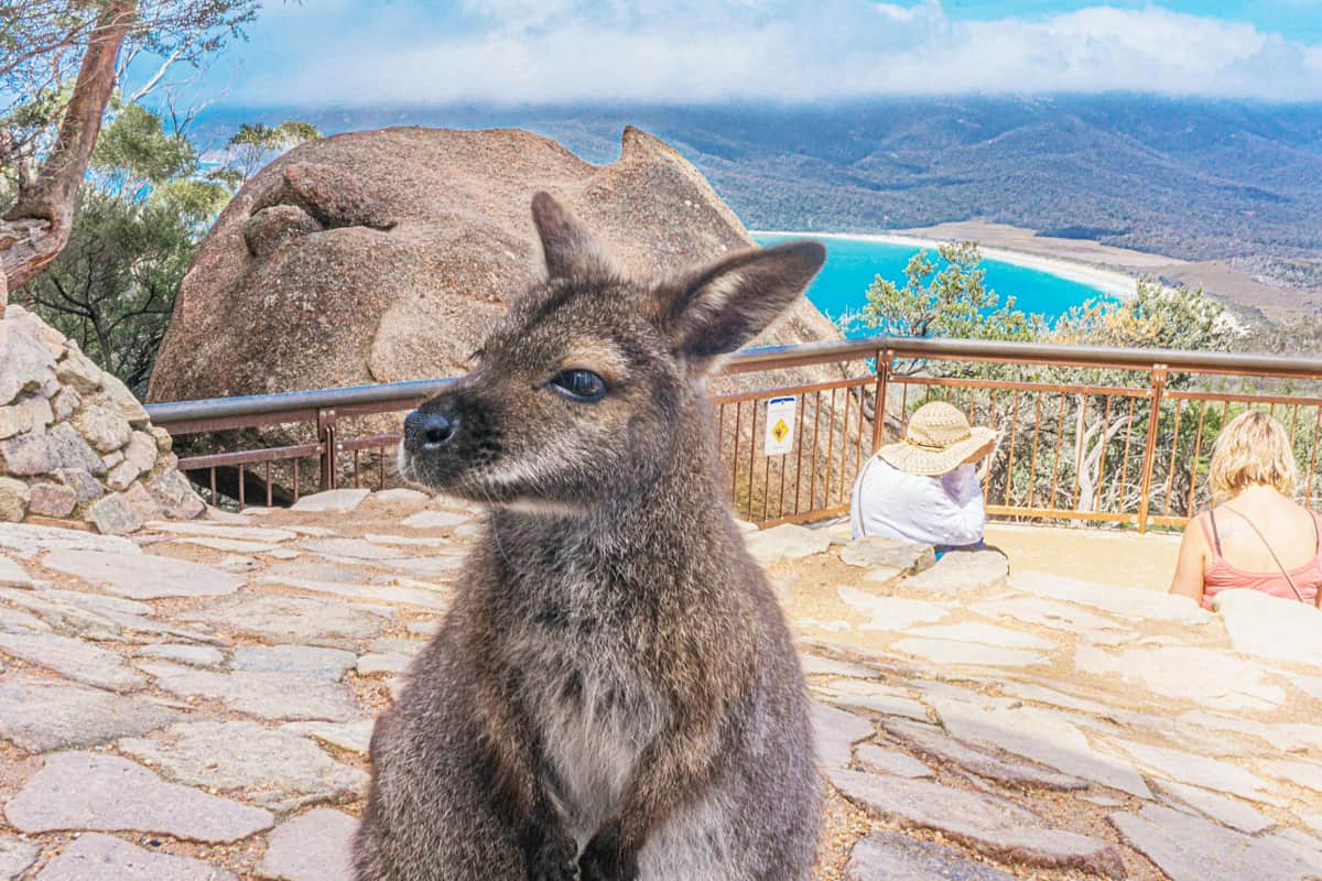 Wallaby, posierend am Aussichtspunkt der Wineglass Bay