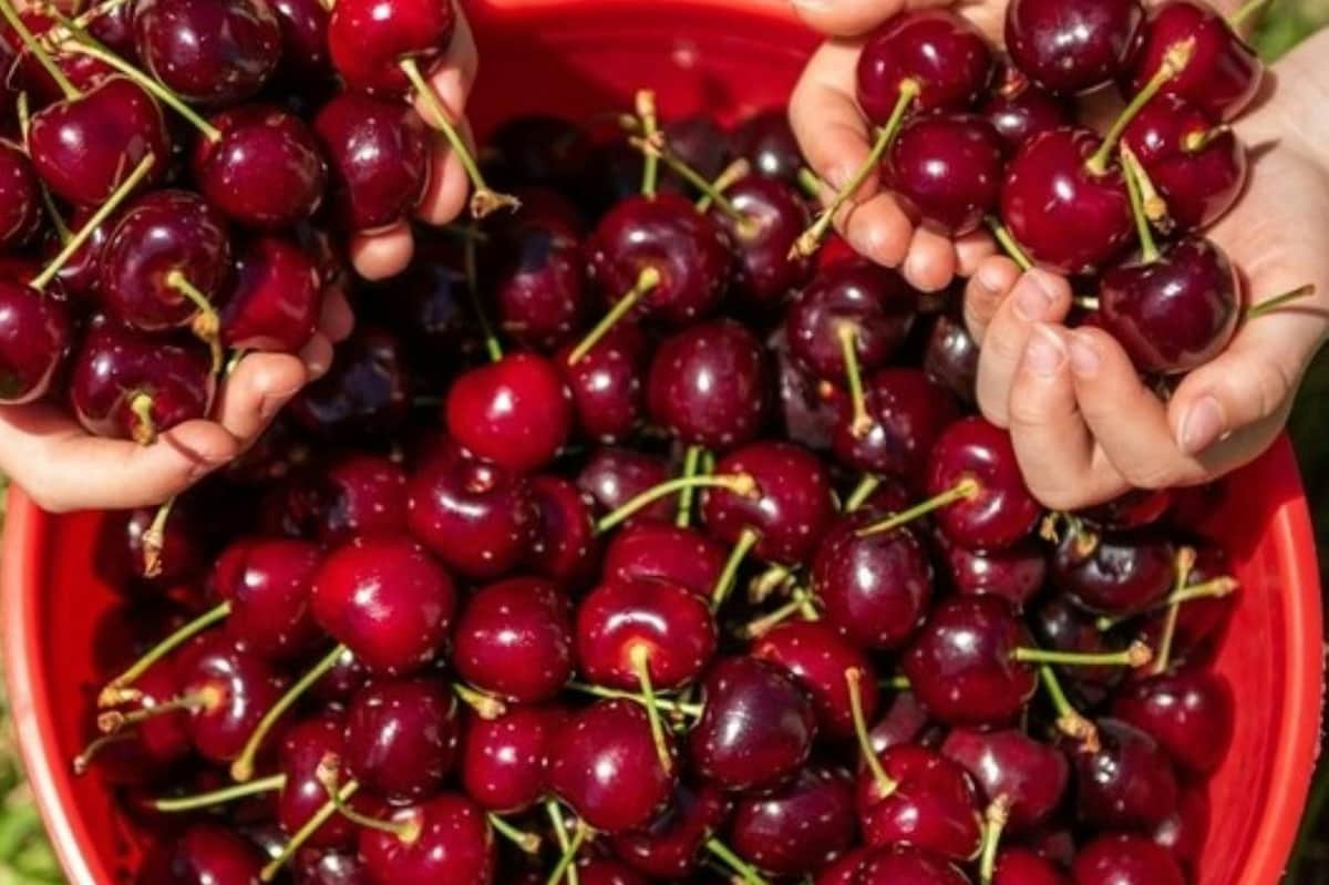 Mains tenant et cueillant des cerises rouges fraîches.