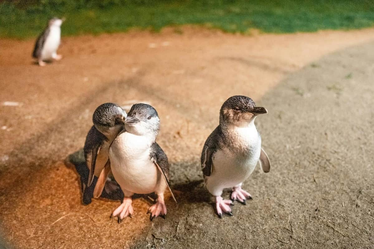 Tres pingüinos pequeños están de pie sobre una superficie de cemento, y uno de ellos parece acariciar a otro. El fondo es de hierba.