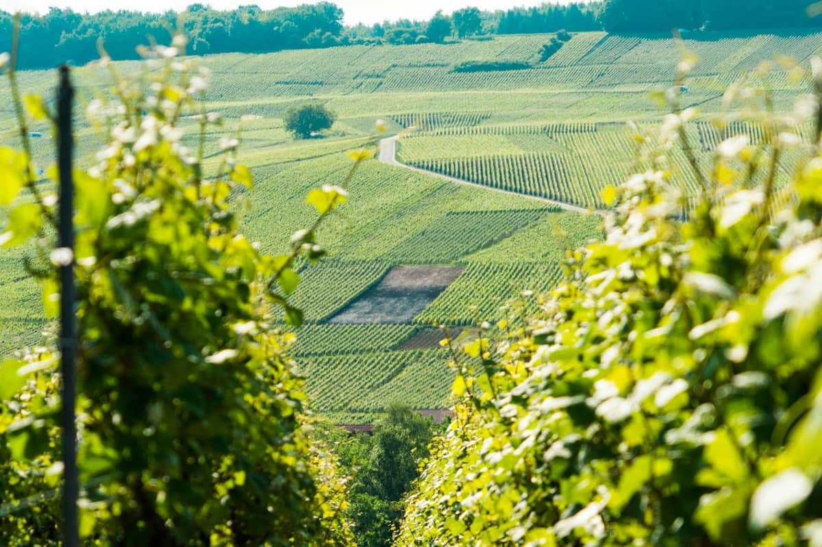 Reims : Cathédrale, visite de vignobles et dégustation de champagne - Excursion d'une journée depuis Paris vignobles