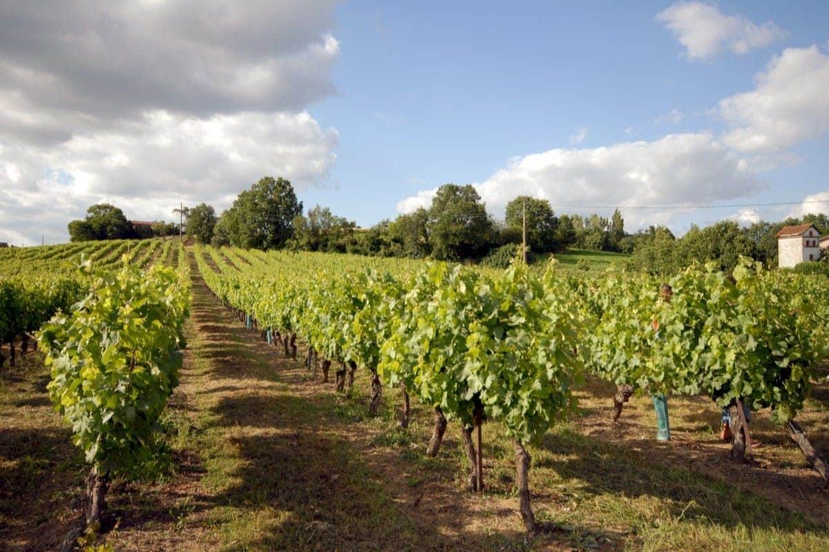 Wein