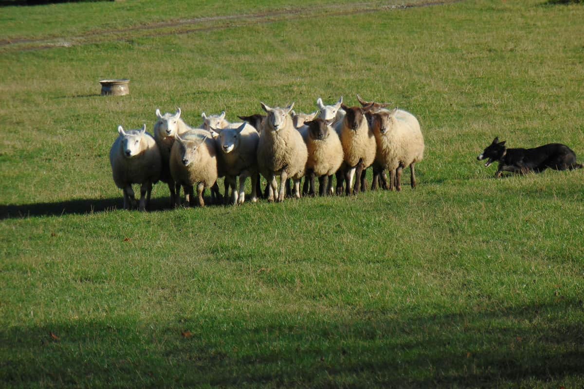 Sheepdog