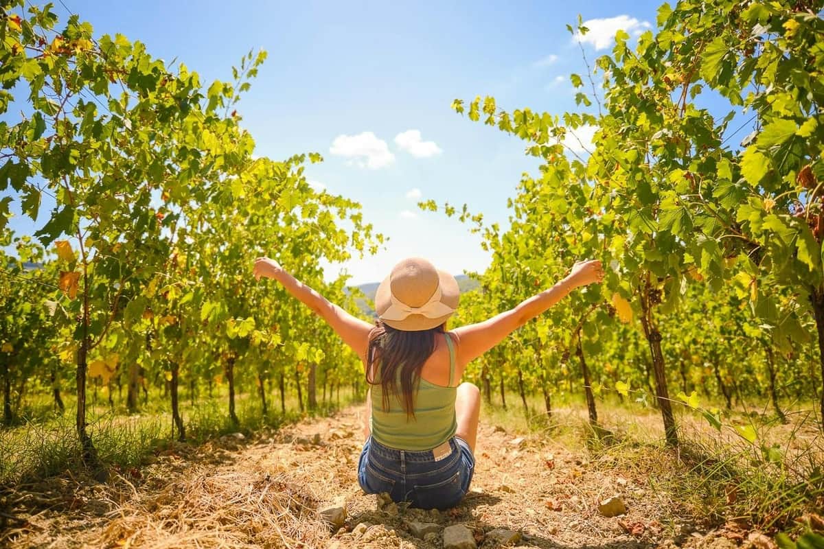 Vineyards of Chianti