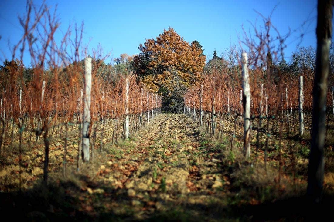Chianti Region: Day Trip from Florence + Off-Road Tuscany Wine Tour Rows of grapevines with bare branches stretch into the distance, leading to a large tree with autumn-colored leaves under a clear sky.