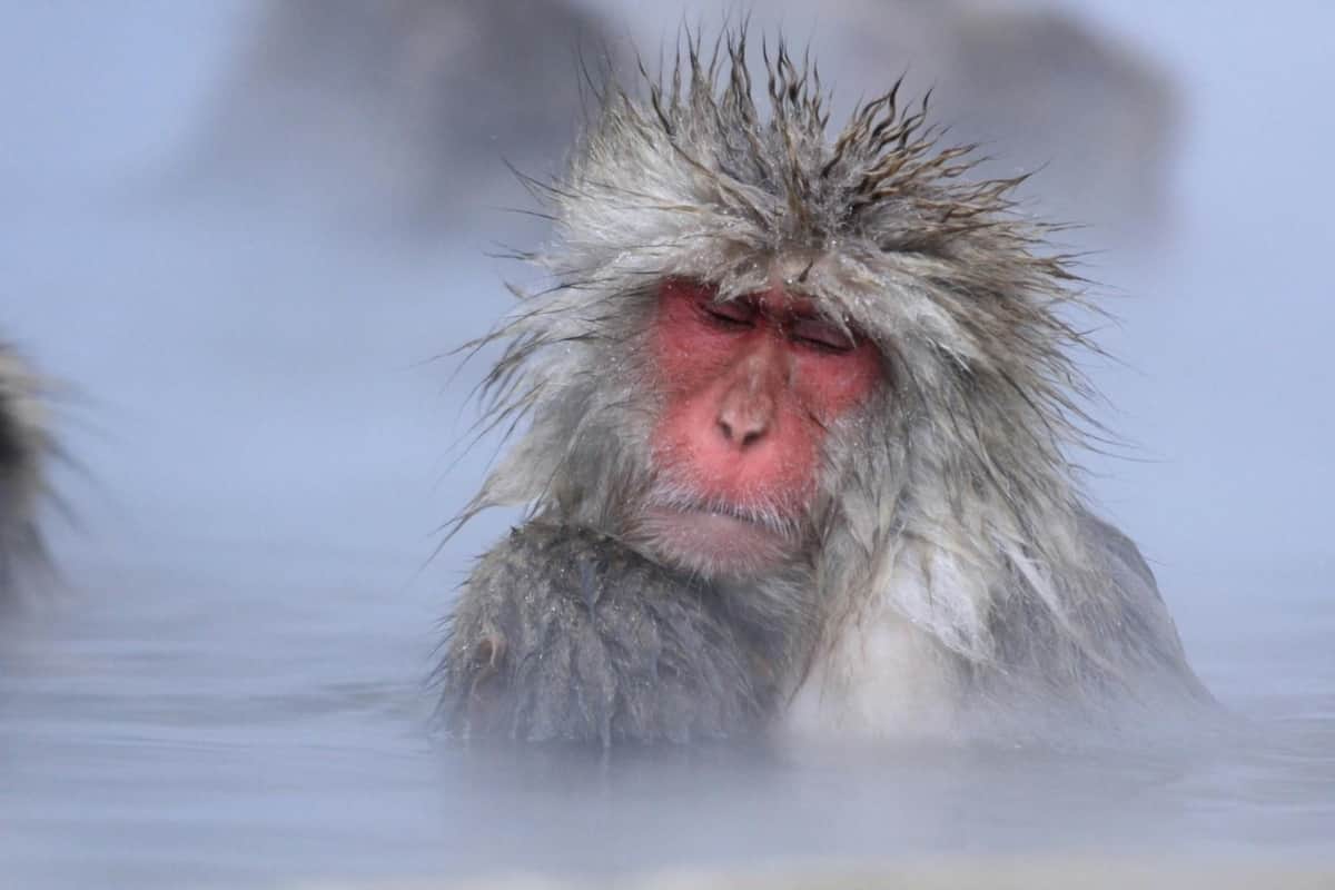A Japanese macaque with wet fur sits in a hot spring, surrounded by steam, with its eyes closed.