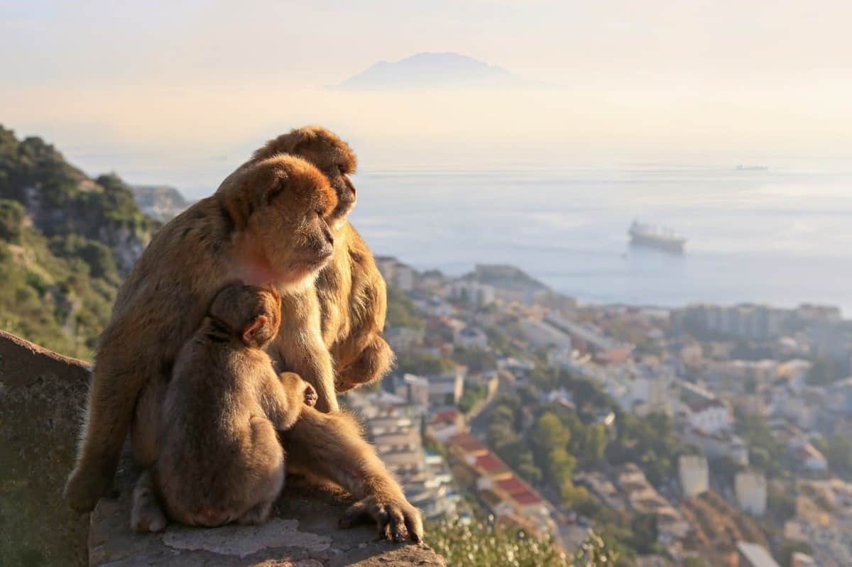 Three monkeys sitting on a rock overlooking a coastal city, with a ship on the water and a distant mountain in the background.