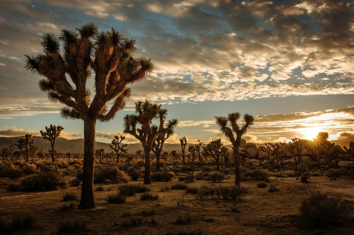 Los Angeles : circuit aller simple au départ de Las Vegas + entrée au parc national de Joshua Tree Un paysage désertique avec des arbres de Josué sous un ciel parsemé de nuages au coucher du soleil.