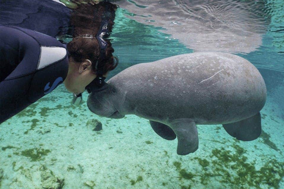 Nager avec les lamantins, parc animalier, promenade en canot pneumatique
