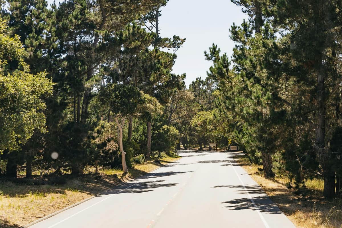 A paved road stretches through a forested area with tall green trees lining both sides under a clear sky.