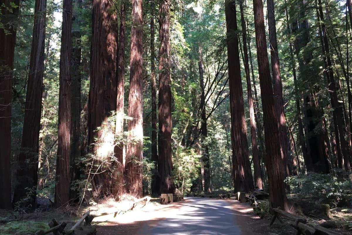 Muir Woods Nationaldenkmal