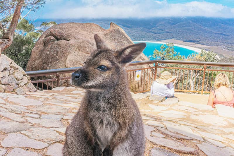 Wallaby, posierend am Aussichtspunkt der Wineglass Bay