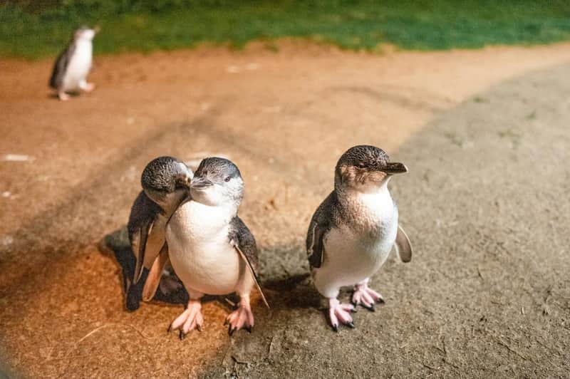 Isla Phillip: Excursión guiada desde Melbourne + Vino, Comida y Desfile de Pingüinos