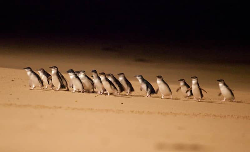 Phillip Island Penguin Parade Small Group Eco Tour from Melbourne