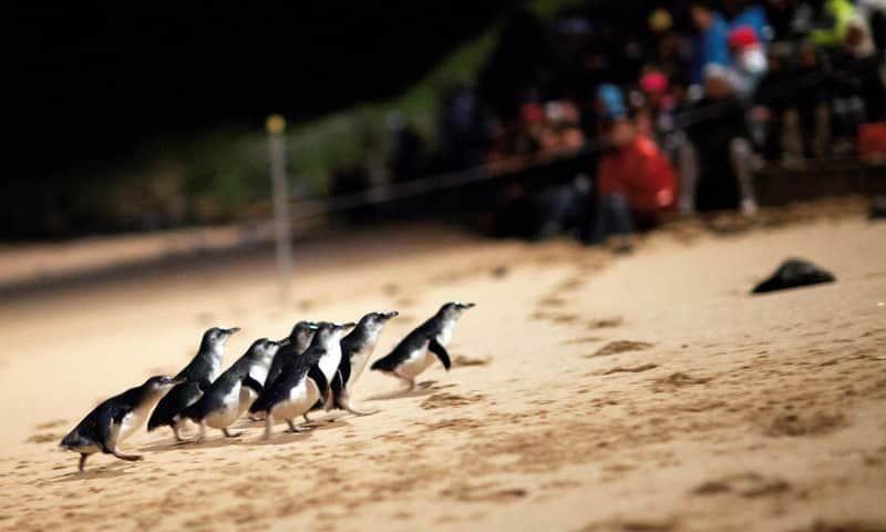 夜、砂浜を歩いているペンギンのグループ。背景には大勢の人々がいる。
