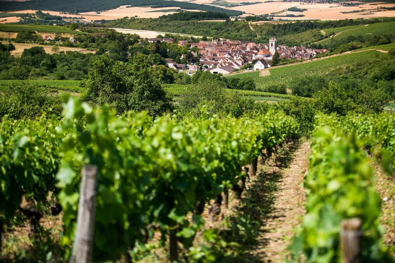 Burgundy: Wine Day Trip from Paris vineyard and village