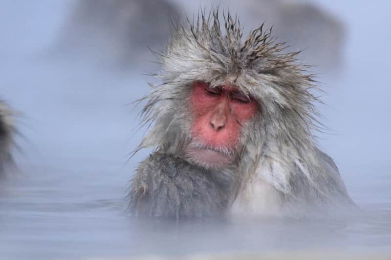 A Japanese macaque with wet fur sits in a hot spring, surrounded by steam, with its eyes closed.
