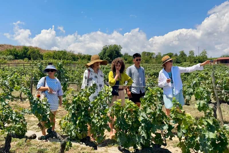 Penedès : Visite guidée d'une demi-journée depuis Barcelone + Brunch + Dégustation de vin