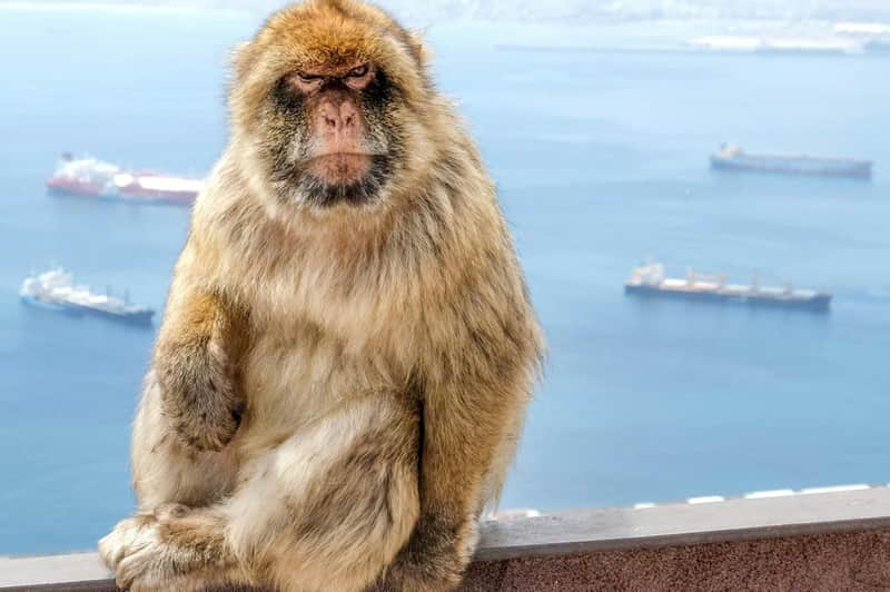 Gibraltar: Guided Day Tour from Málaga A Barbary macaque with a serious expression posing on a wall overlooking the sea with several ships in the background.