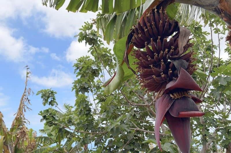 Un albero di banane con un grappolo pendente di frutti di banana e un fiore, circondato da foglie e da un cielo parzialmente nuvoloso.