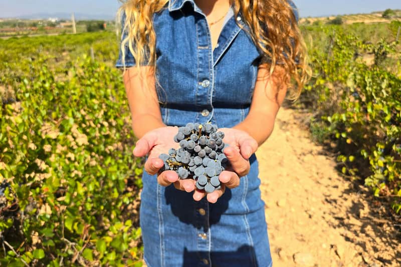 Utiel-Requena-Weinberge: Geführte Tour ab Valencia + Weinverkostung (València) Wein-Tour