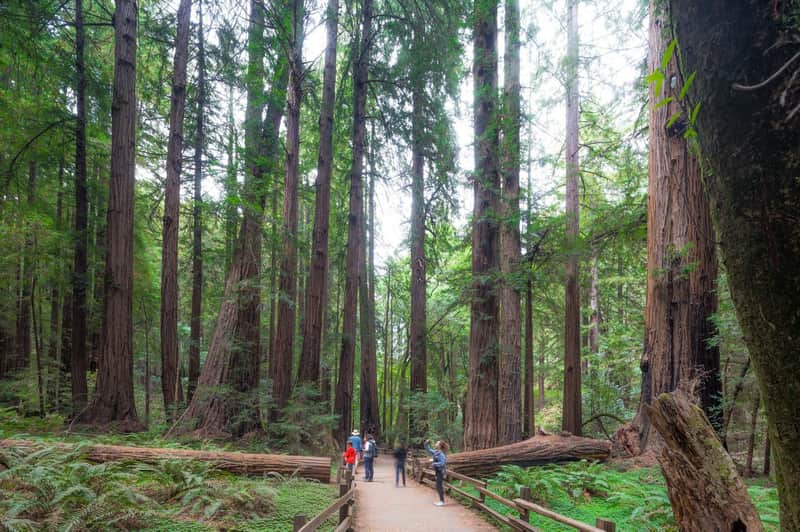 Desde San Francisco: Excursión de Medio Día a Muir Woods, Excursión a Sausalito y Crucero por la Bahía