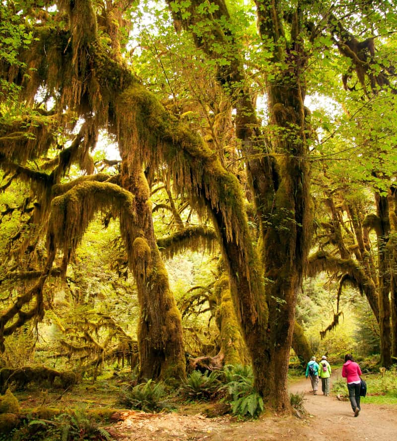 Parque nacional Olympic: excursión con todo incluido desde Seattle